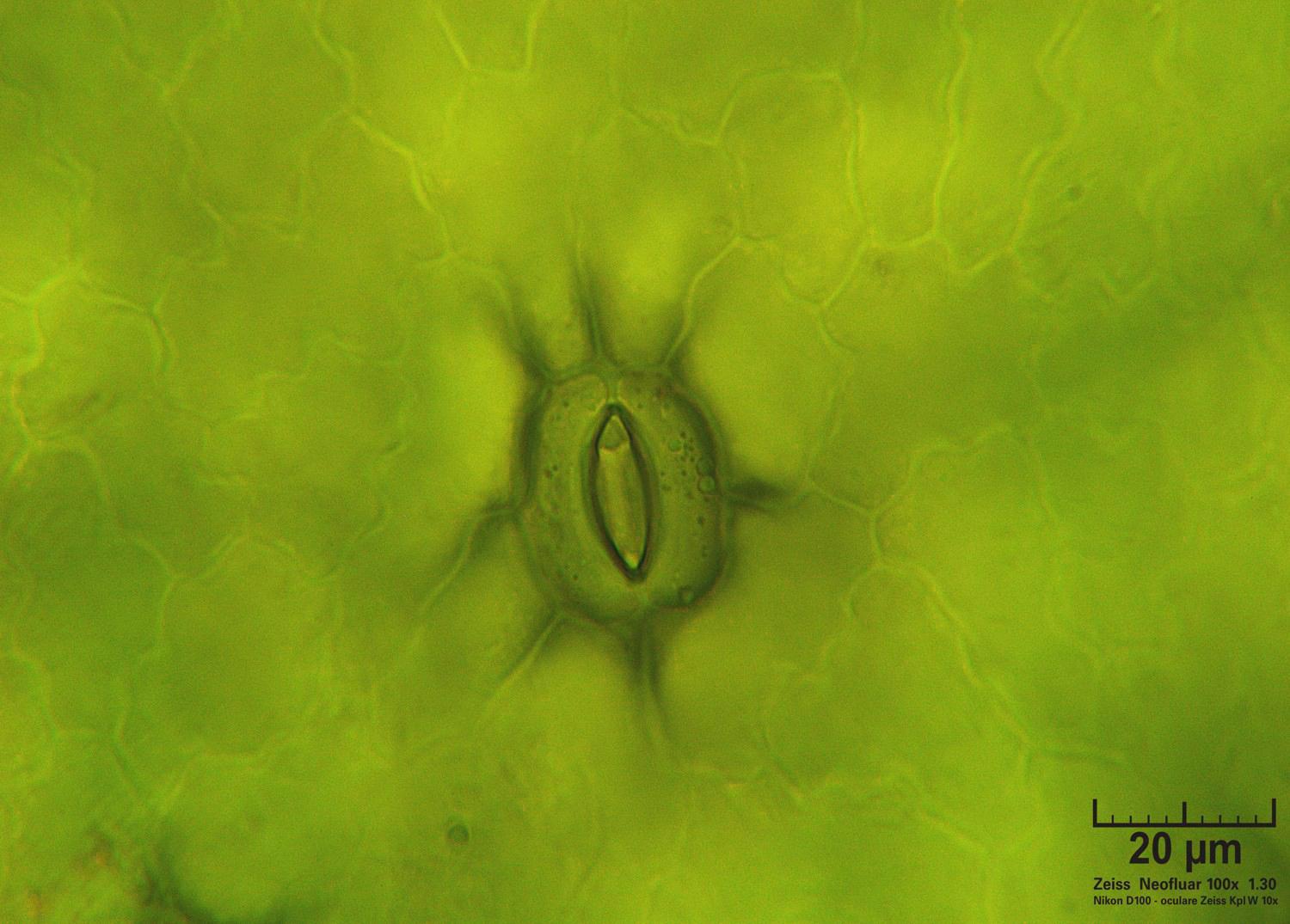 Lemna - stoma